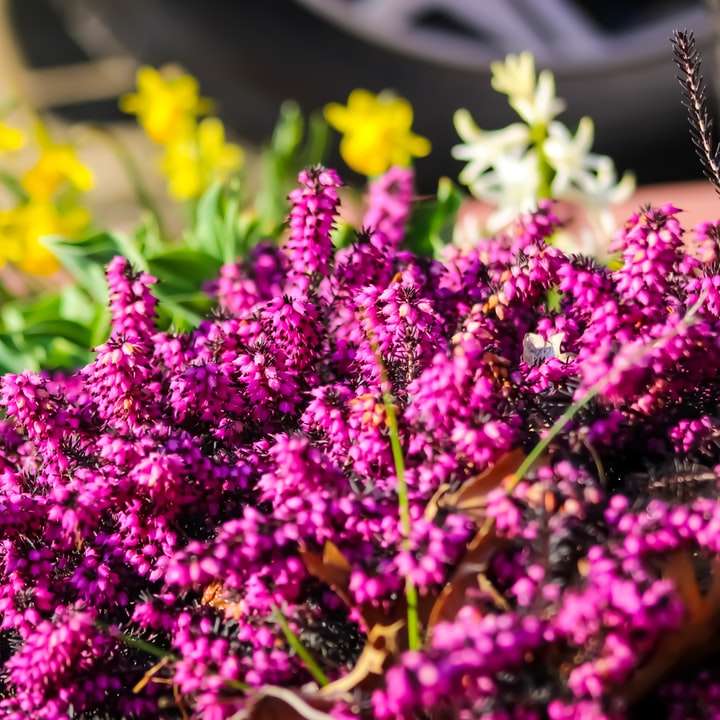 Purpurowe kwiaty w obiektywach przesuwnych puzzle online