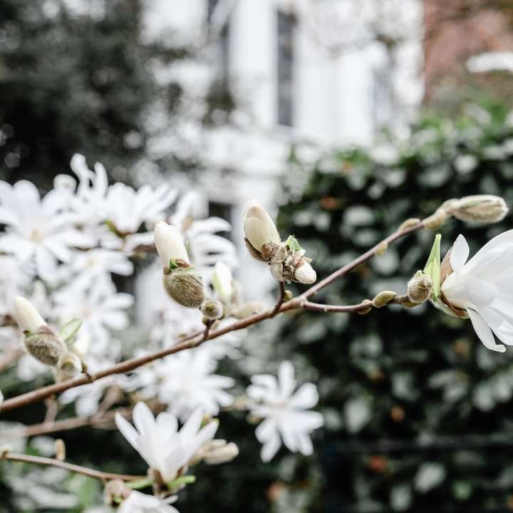Bílý květ na hnědý stonek posuvné puzzle online