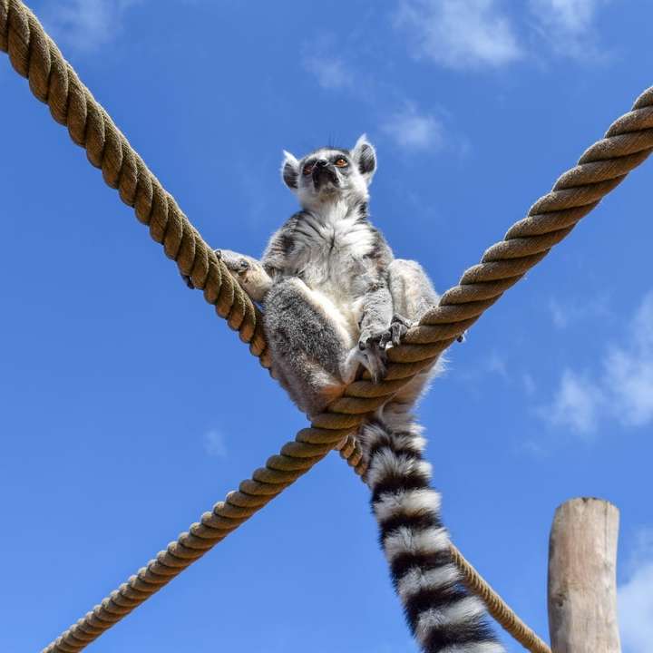 Lemure bianco e nero sul bastone di legno marrone durante il giorno puzzle online