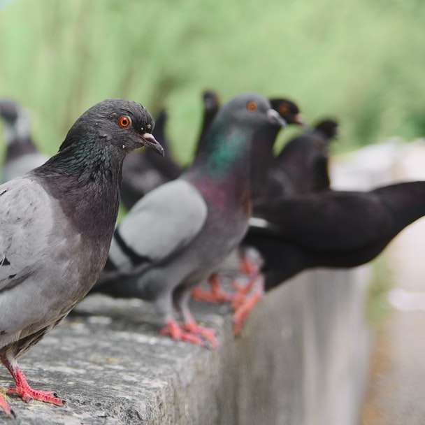 Černý a bílý holub na šedý betonový povrch online puzzle