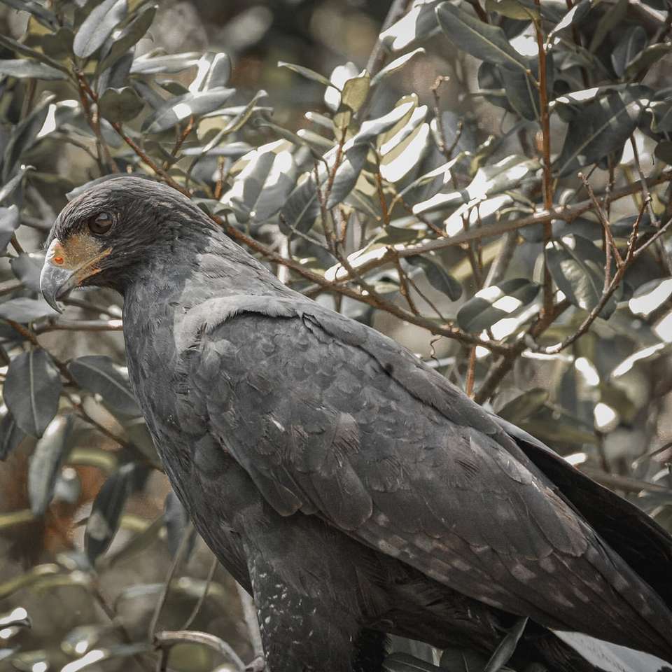 Uccello nero sul ramo di albero durante il giorno puzzle scorrevole online