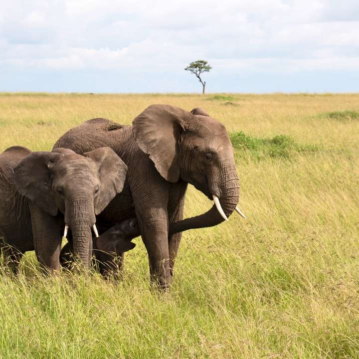 elefante marrom no campo de grama verde durante o dia puzzle online