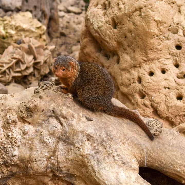 animale marrone e grigio sulla roccia marrone puzzle scorrevole online