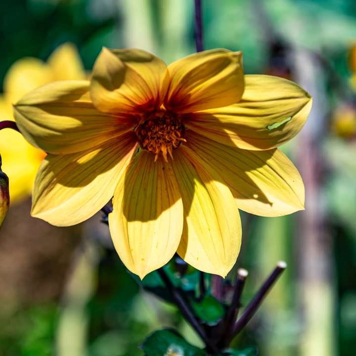 Flor amarilla en lente de cambio de inclinación rompecabezas en línea
