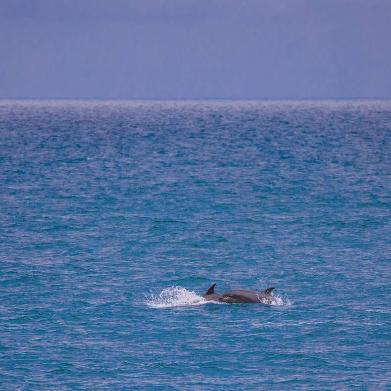 Μαύρη φάλαινα στη μέση του ωκεανού κατά τη διάρκεια της ημέρας συρόμενο παζλ online