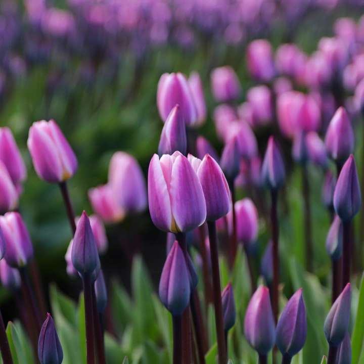 Purpurrote Krokusblumen in der Blüte tagsüber Schiebepuzzle online