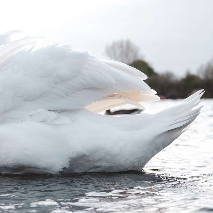 Biały łabędź na wodzie w ciągu dnia puzzle online