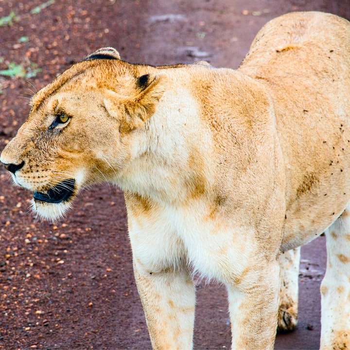 Браун лъва, разхождаща се по кафява мръсотия през деня плъзгащ се пъзел онлайн