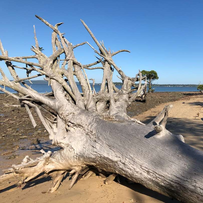 trunchi de copac maro pe nisip maro în timpul zilei puzzle online