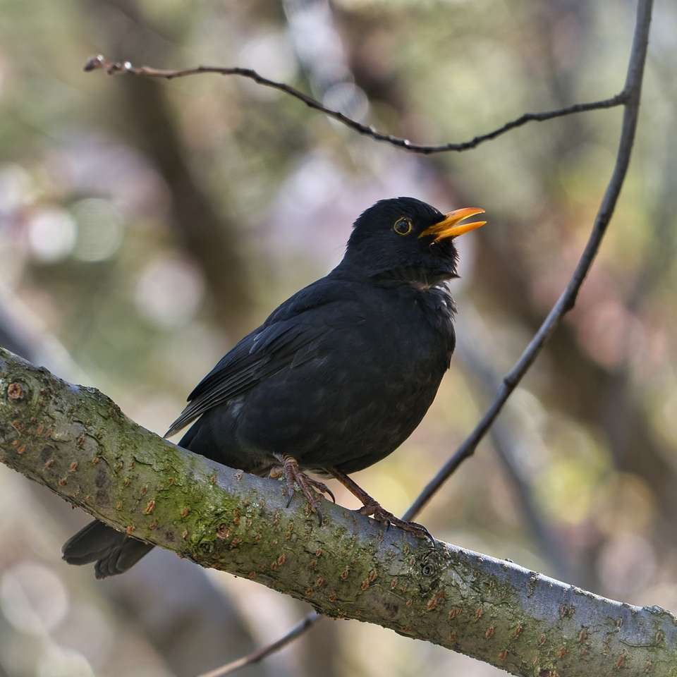 svart fågel på trädgren under dagtid Pussel online