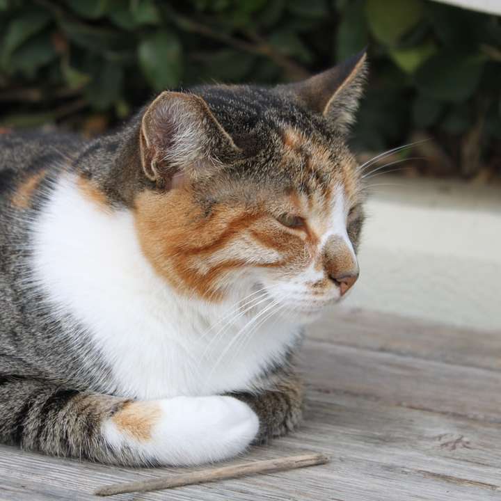 Hnědá a bílá mourovatá kočka na hnědé dřevěné podlaze online puzzle