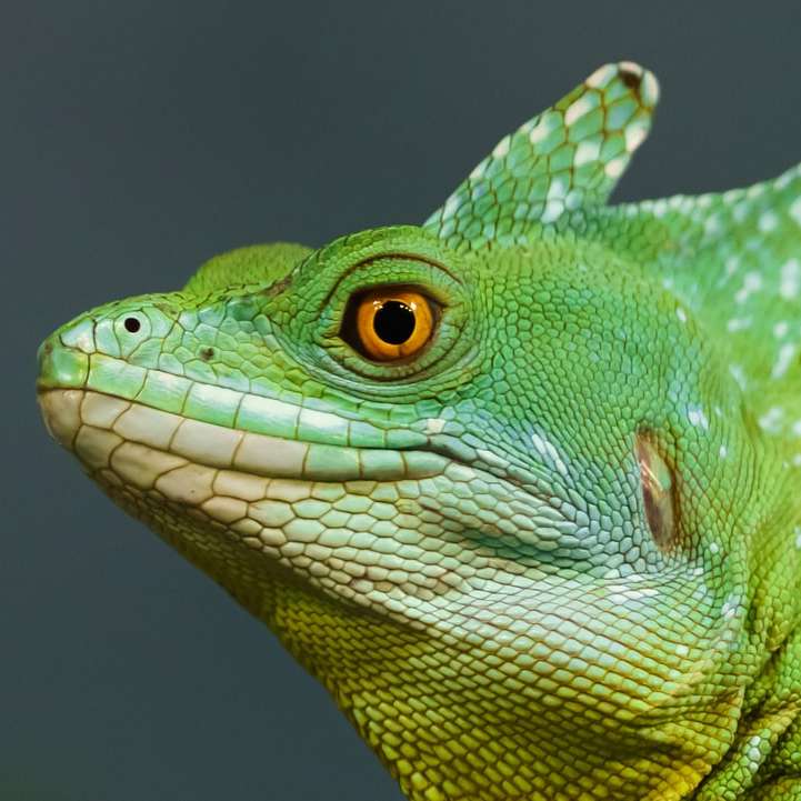 Zelená a bílá ještěrka v zblízka fotografování posuvné puzzle online