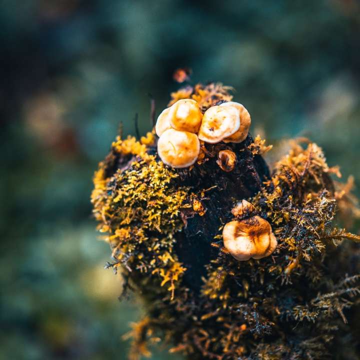 Brun och svart växt i närbild glidande pussel online