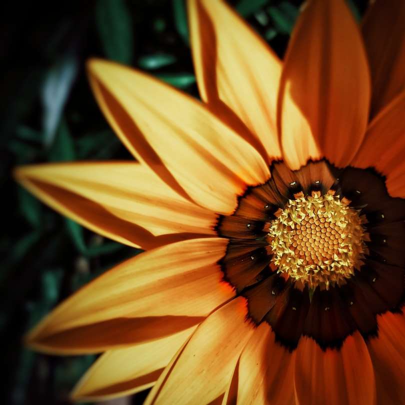 Flor naranja y amarilla en la fotografía de la lente macro. rompecabezas en línea