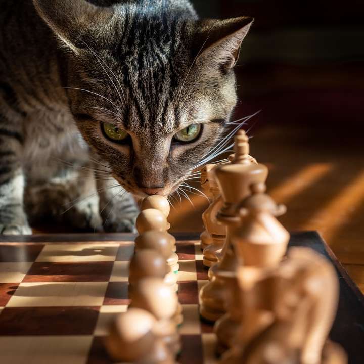 Stříbrná mourovatá kočka na hnědé dřevěné podlaze posuvné puzzle online