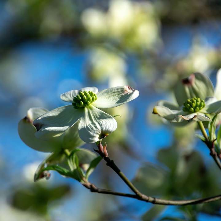 Biały i zielony kwiat na brązowym łodydze puzzle online