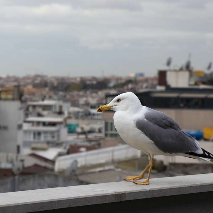 Bílý a černý pták na šedém betonovém plotu během dne online puzzle