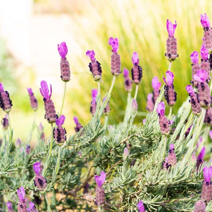 purple flower buds in tilt shift lens online puzzle