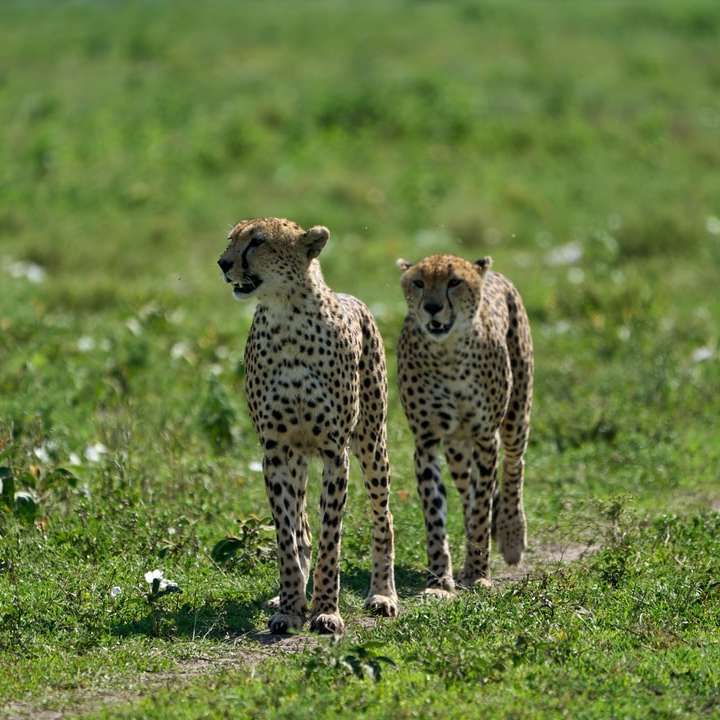Cheetah marchant sur le champ d'herbe verte pendant la journée puzzle en ligne