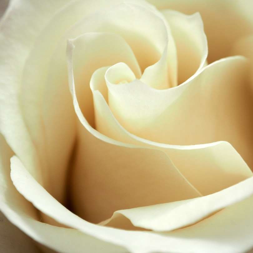 Weiße Rose in der Nähe von oben Online-Puzzle