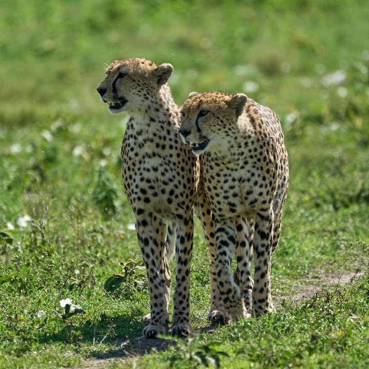 Gepard na zielonym polu trawy w ciągu dnia puzzle online