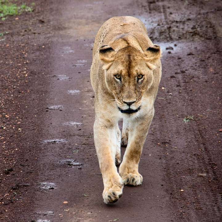 brown lioness walking on gray concrete road during daytime online puzzle