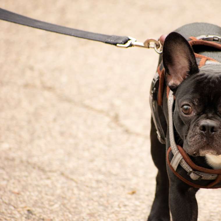 Zwart en wit Frans bulldog puppy schuifpuzzel online