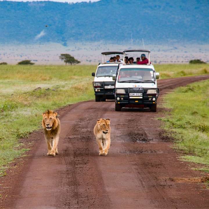 brown lion and lioness walking on dirt road during daytime sliding puzzle online