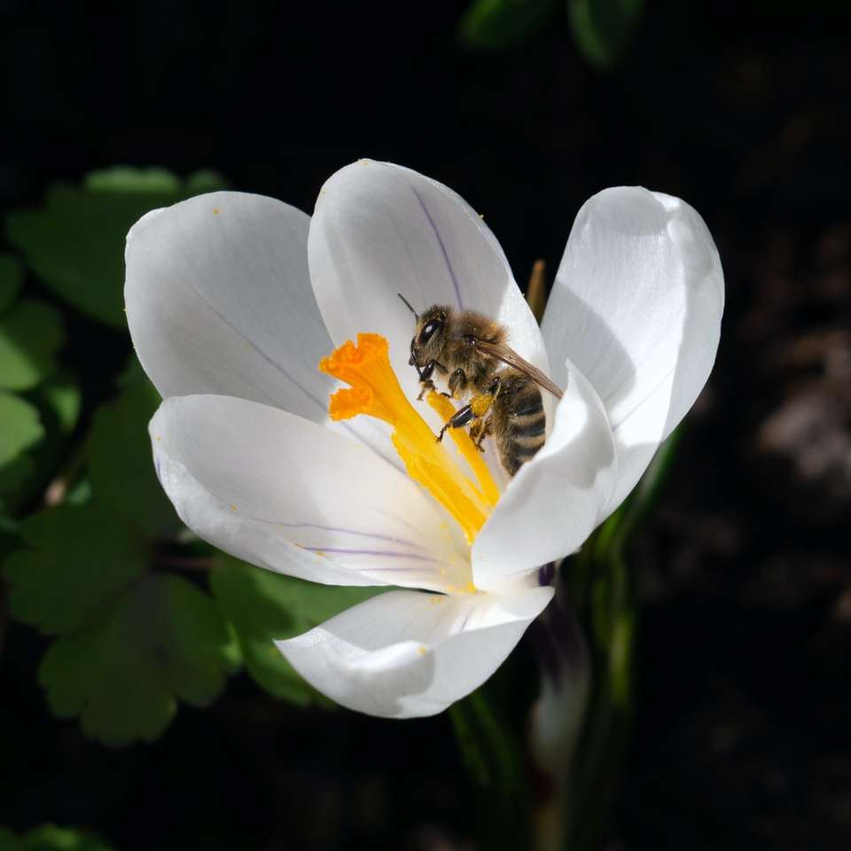 Honeybee uppflugen på vit kronbladig blomma Pussel online