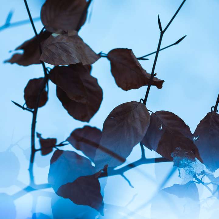 Modrý květ s kapičkami vody posuvné puzzle online