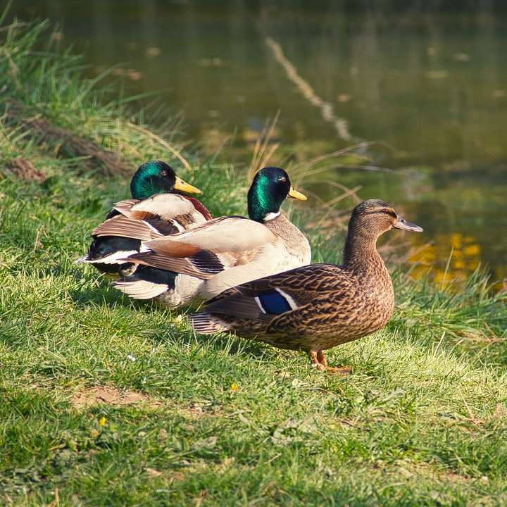 Canard brun et vert sur l'herbe verte près du corps d'eau puzzle coulissant en ligne