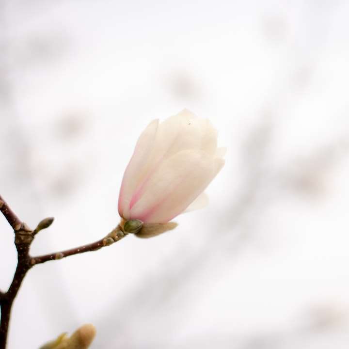 witte bloem in tilt shift lens schuifpuzzel online