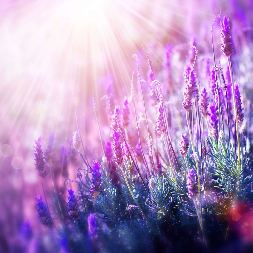 Lavendel in der Sonne Online-Puzzle