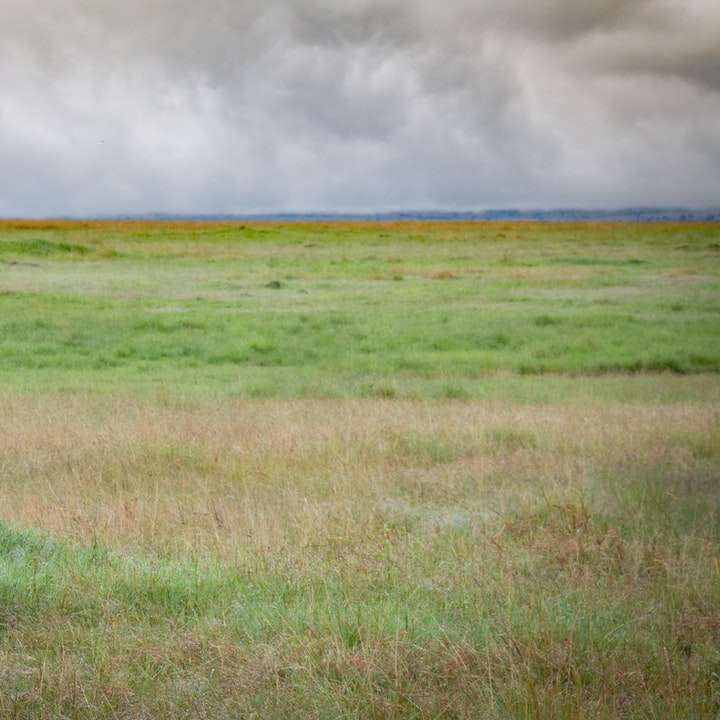 Lew leżący na zielonej trawie polu pod białymi chmurami puzzle przesuwne online
