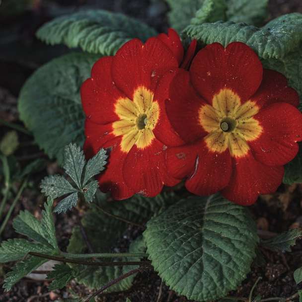 Czerwony kwiat z zielonymi liśćmi puzzle przesuwne online
