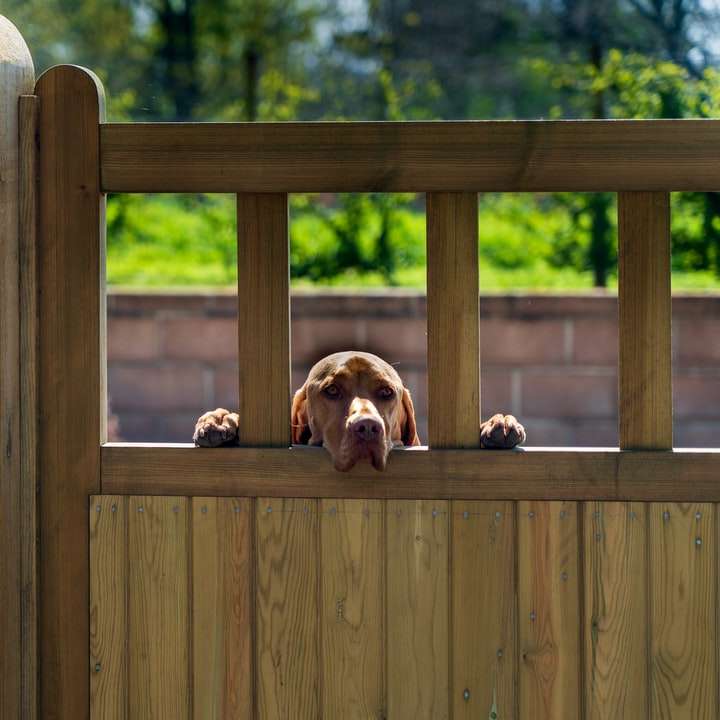 茶色の木製の柵に茶色と白の短いコーティングされた犬 スライディングパズル・オンライン