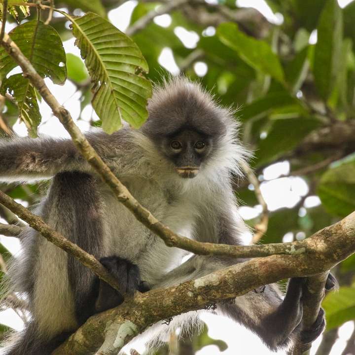 Macaco preto e branco no ramo de árvore durante o dia puzzle online