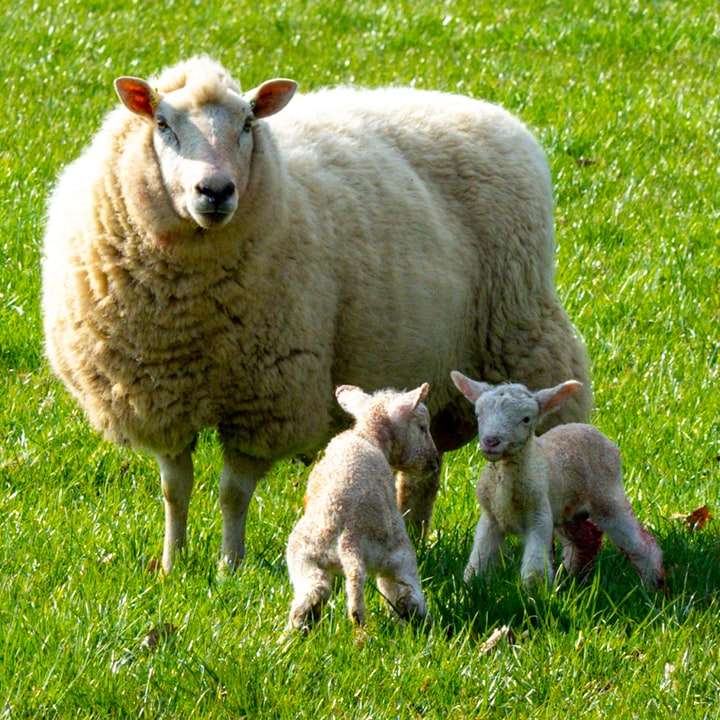 Δύο πρόβατα σε πράσινο γρασίδι κατά τη διάρκεια της ημέρας συρόμενο παζλ online