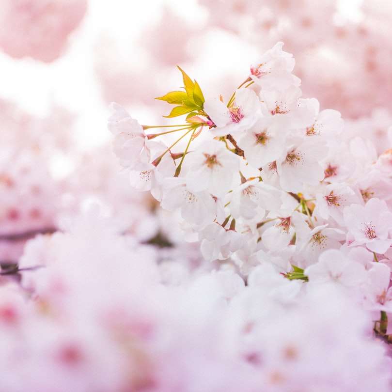 Vit och rosa körsbärsblomning i närbild Pussel online