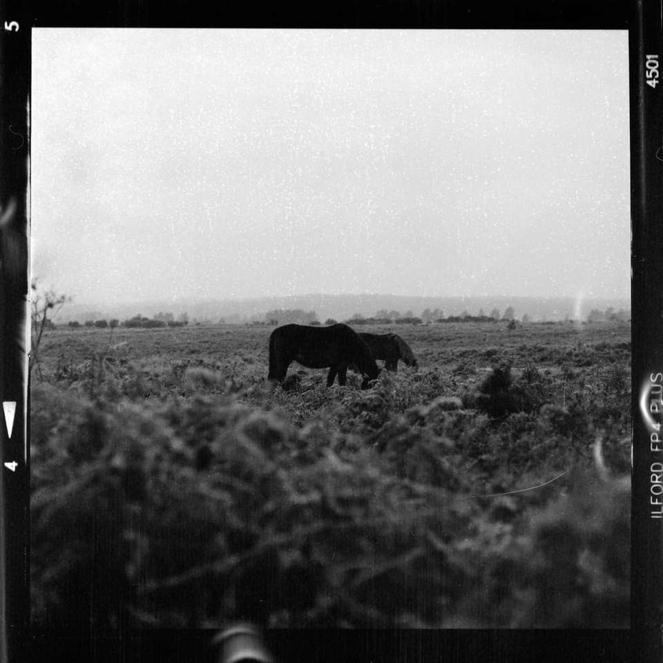 grayscale photo of cow eating grass sliding puzzle online