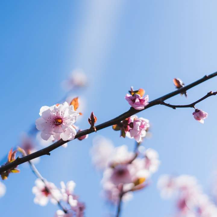 rosa körsbärsblomma i blom under dagtid Pussel online
