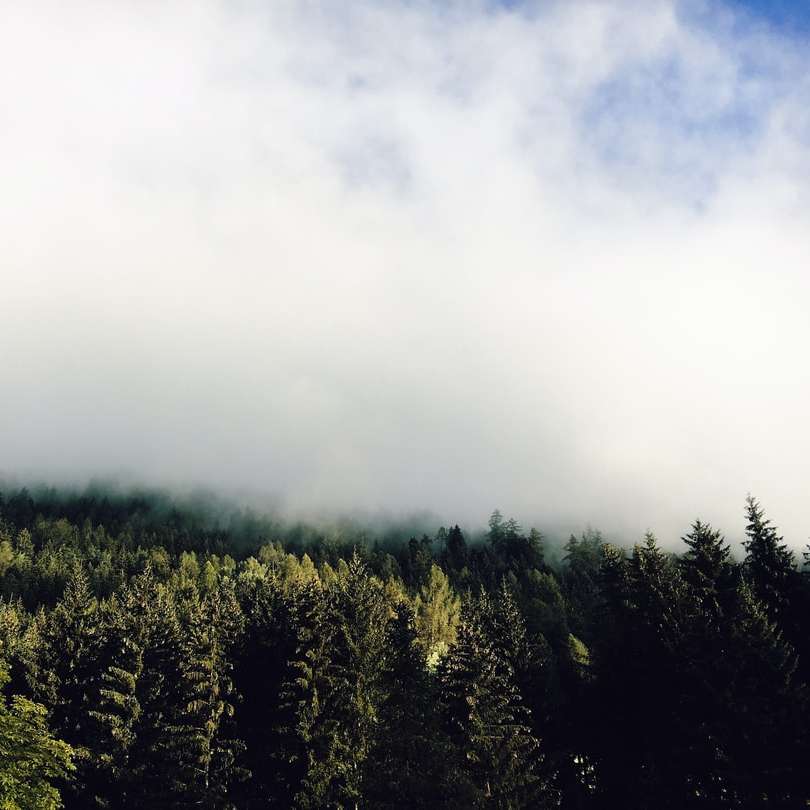 зелени дървета под бели облаци плъзгащ се пъзел онлайн