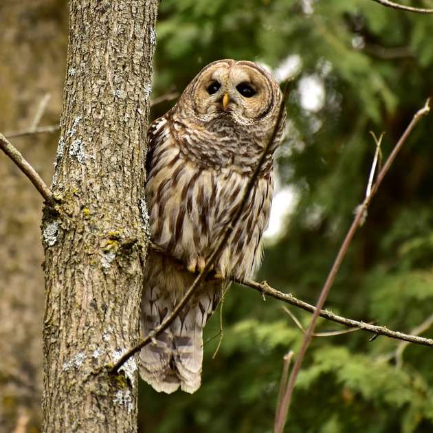 brown owl perched on brown tree branch during daytime sliding puzzle online