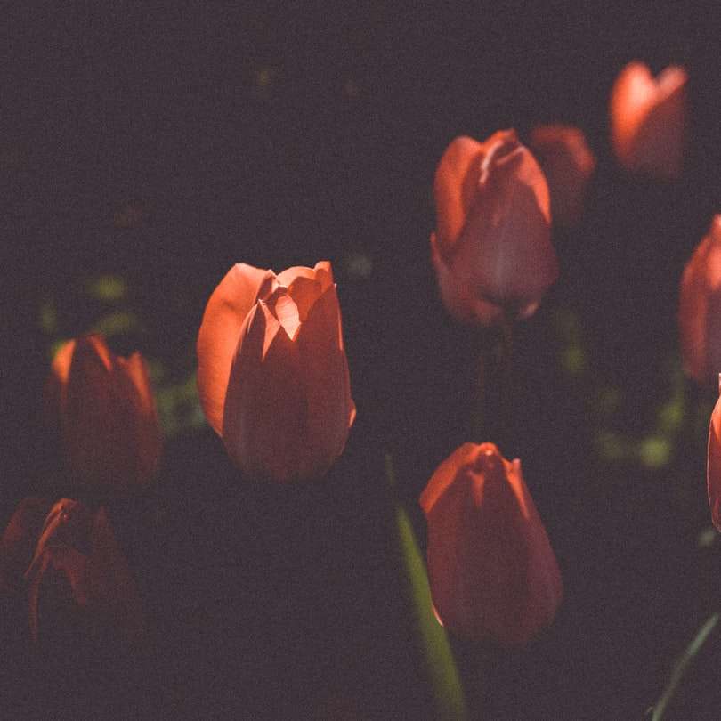 Pomarańczowe tulipany w ciemnym pokoju puzzle online