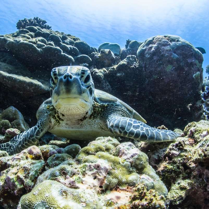 żółw morski brązowy i czarny puzzle przesuwne online