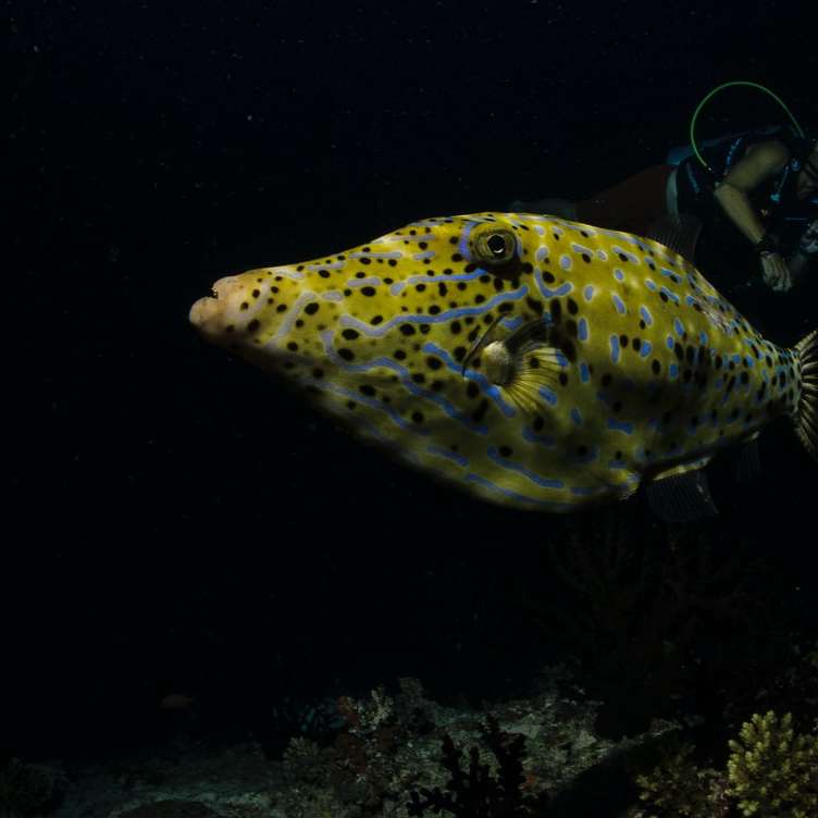 жовта і чорна риба у воді розсувний пазл онлайн