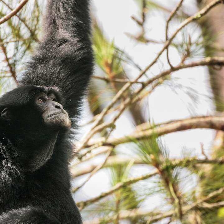 Mono negro en rama de árbol durante el día puzzle deslizante online