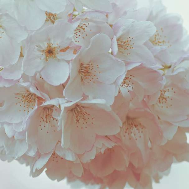 Biały i różowy kwiat w fotografii z bliska puzzle online