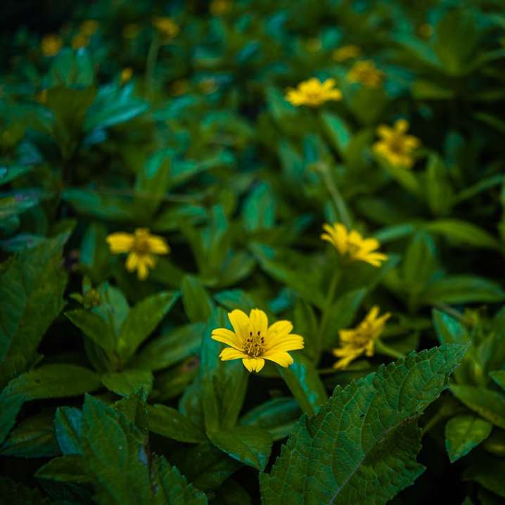Gelbe Blume mit grünen Blättern Online-Puzzle