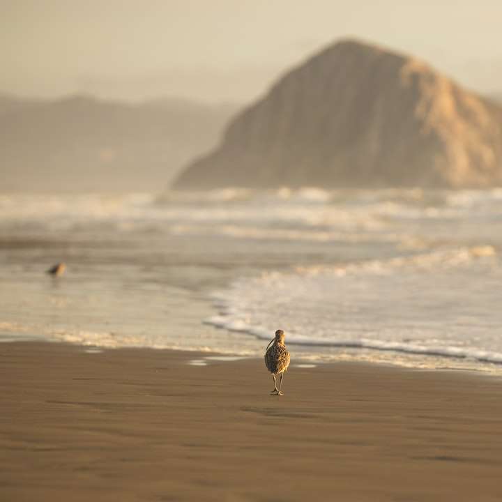 Brązowy ptak na plaży w ciągu dnia puzzle online